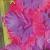 gladioluscfloconumanagc1a