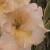 gladioluscflolemonblushnagc1a