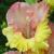 gladioluscflonesooknagc