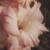 gladioluscfloreflectionnagc1