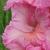 gladioluscflovosmoemartanagc1