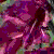 gladioluscommunisbyzantinusflot9