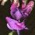 lathyrusflotvernus1a1a