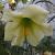 liliumwallichianumflot9