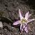 erythroniumfortdenscanis1