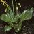 erythroniumforttuolumnense1
