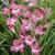 gladioluscforcharmingbeautyrvroger