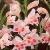 gladioluscforelvirarvroger