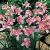 gladioluscforimpressivervroger