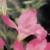 gladioluscflocharmingladyrvroger