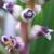 lachenaliacfloelegansrvroger1