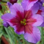 leucocorynepflopurpureaandesrvroger