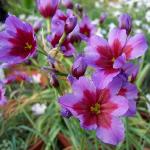 leucocorynepflospurpureaandesrvroger