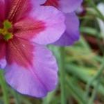 leucocorynepfolpurpureaandesrvroger