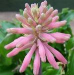 veltheimiapflobracteatarvroger
