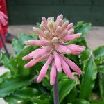 veltheimiapflosbracteatarvroger