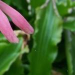 veltheimiapfolbracteatarvroger