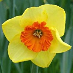 narcissusffloborderbeautydeeproot