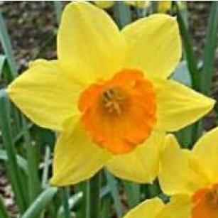 narcissusffloceylondeeproot
