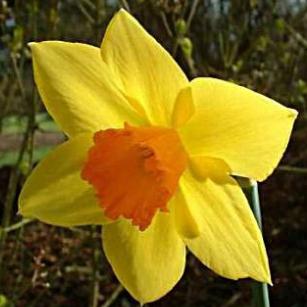 narcissusfflohomefiresdeeproot