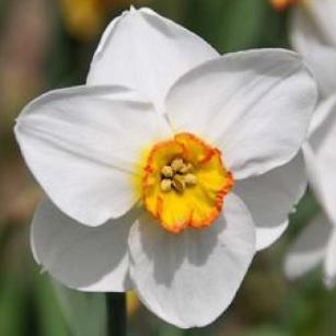 narcissusfflomerlindeeproot