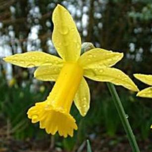 narcissusfflopeepingtomdeeproot