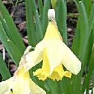 narcissusfflopraecoxpseudonarcissusdeeproot
