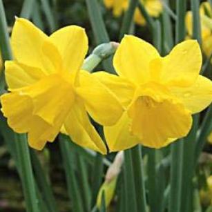 narcissusffloquaildeeproot