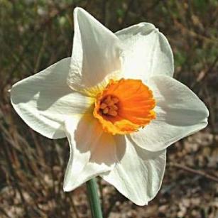 narcissusffloredhilldeeproot