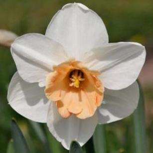 narcissusffloromancedeeproot