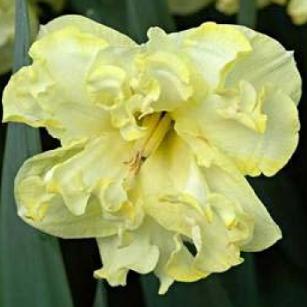 narcissusfflosunnysideupdeeproot