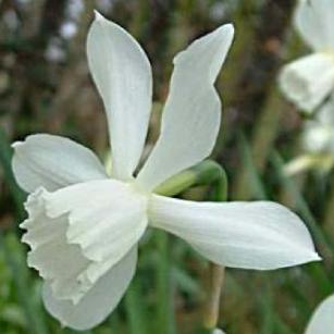 narcissusfflothaliadeeproot