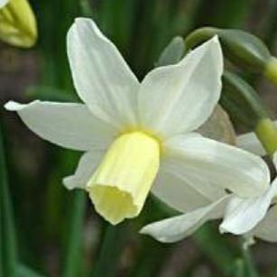 narcissusfflototodeeproot