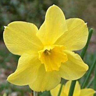 narcissusfflotrevithiandeeproot