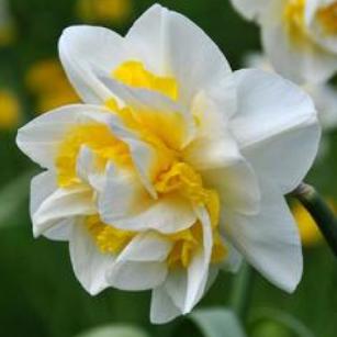 narcissusfflouniquedeeproot