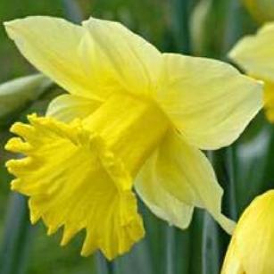 narcissusfflounsurpassabledeeproot