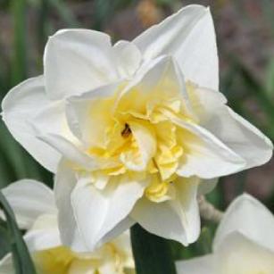 narcissusfflowhiteliondeeproot
