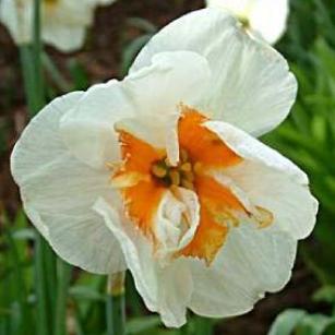 narcissusfflo1broadwaystardeeproot