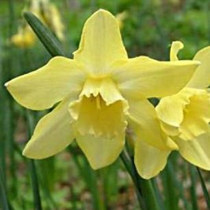 narcissusfflo1pipitdeeproot