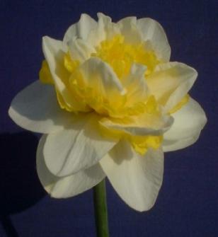 narcissusfflo1uniquervroger