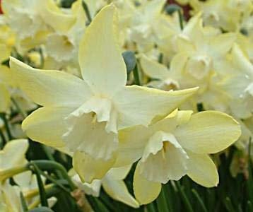 narcissusfflo2pipitdeeproot