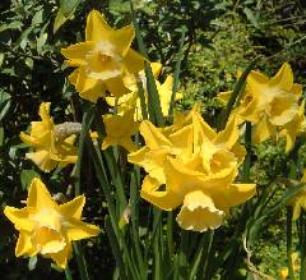 narcissusfflo3pipitkevock