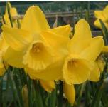 narcissusfflo4pipitkevock