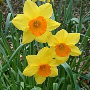 narcissusfflosceylondeeproot