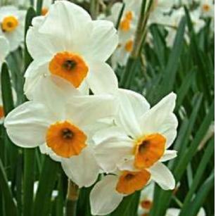 narcissusfflosgeraniumdeeproot