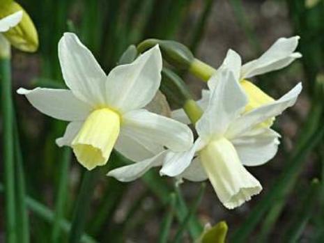 narcissusfflostotodeeproot