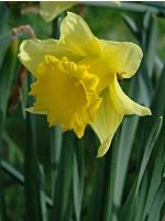 narcissusffolearlysensationdeeproot
