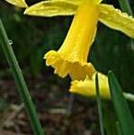 narcissusffolpeepingtomdeeproot