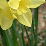 narcissusffolpipitdeeproot