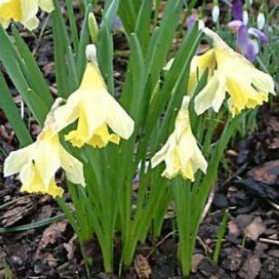 narcissusfforpraecoxpseudonarcissusdeeproot
